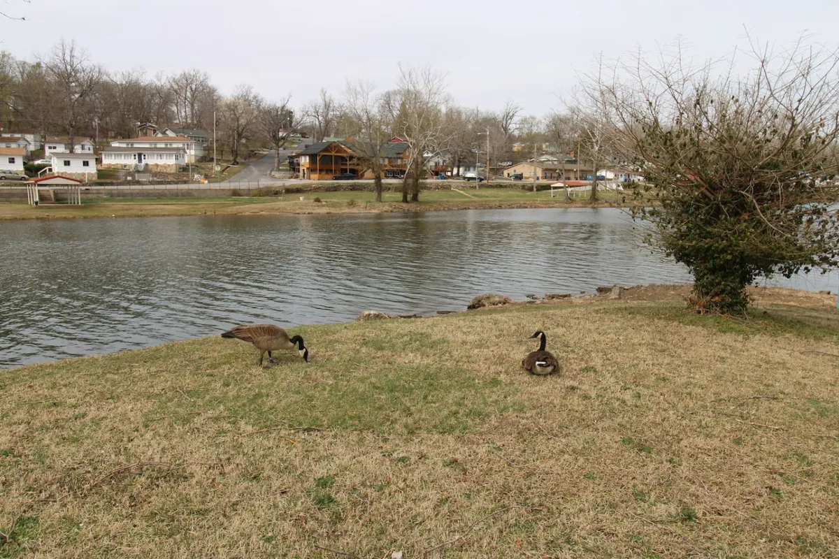 A peaceful exterior view of calm lake waters with geese grazing nearby and distant houses on the shoreline, conveying a natural and undisturbed environment ideal for relaxation, picnicking, or birdwatching.